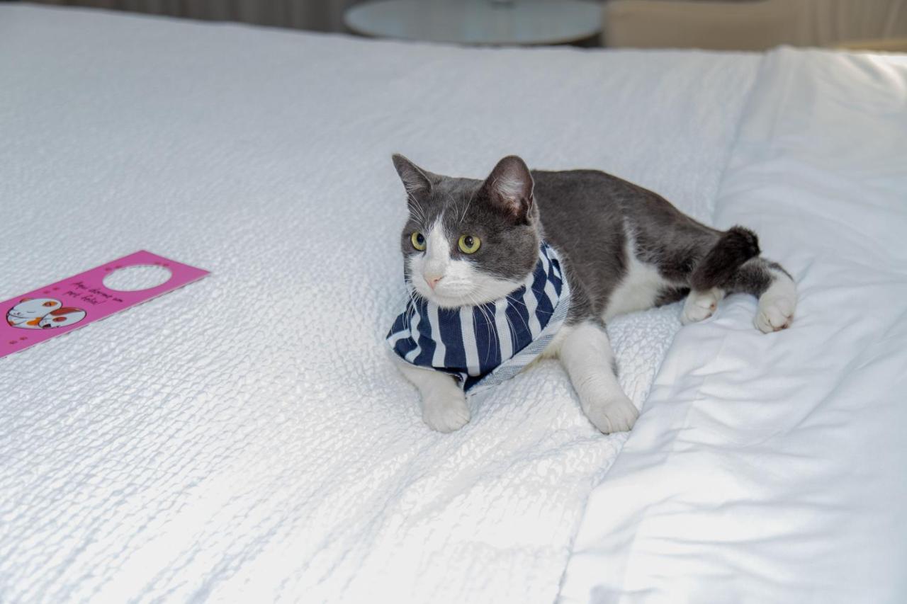 Radisson Rio De Janeiro Barra Hotel Ngoại thất bức ảnh A cat wearing a buster collar